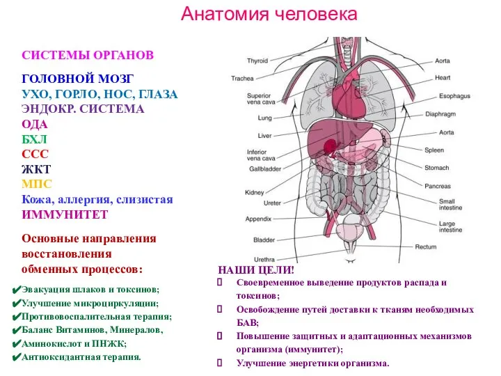 НАШИ ЦЕЛИ! Своевременное выведение продуктов распада и токсинов; Освобождение путей доставки к