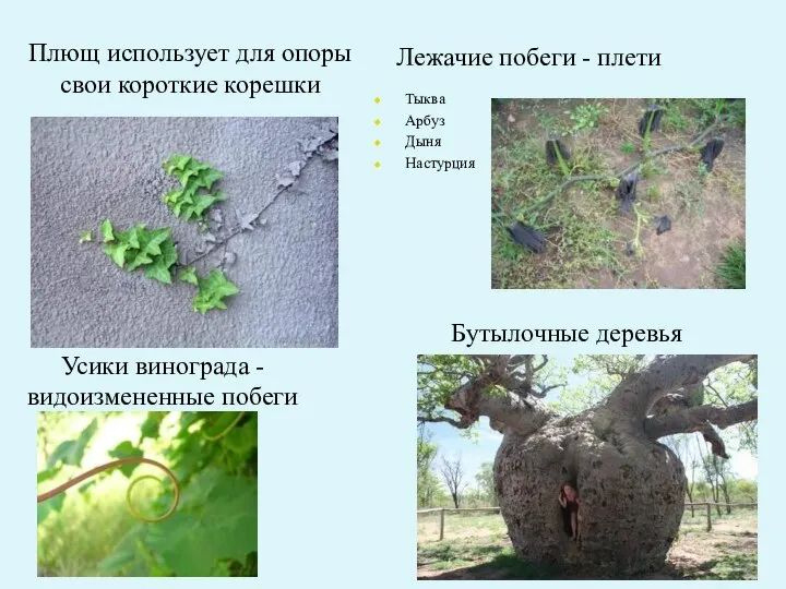 Плющ использует для опоры свои короткие корешки Бутылочные деревья Усики винограда -видоизмененные