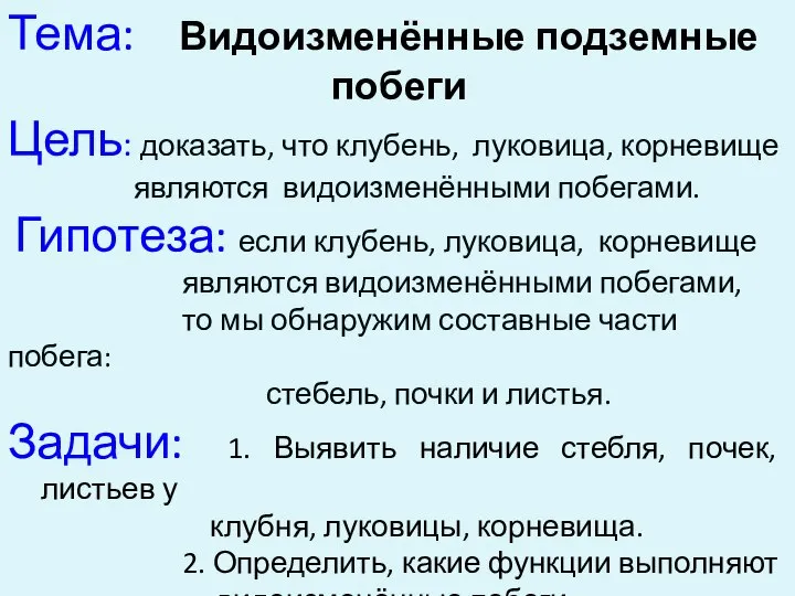 Тема: Видоизменённые подземные побеги Цель: доказать, что клубень, луковица, корневище являются видоизменёнными