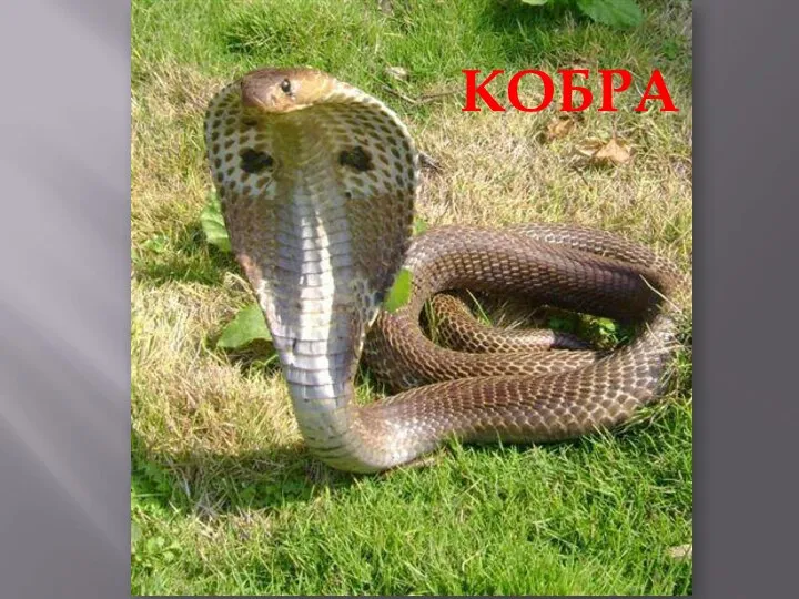 КОБРА