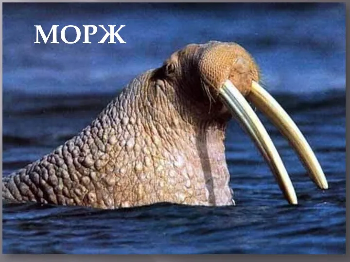 МОРЖ