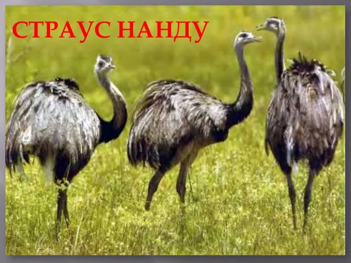 СТРАУС НАНДУ