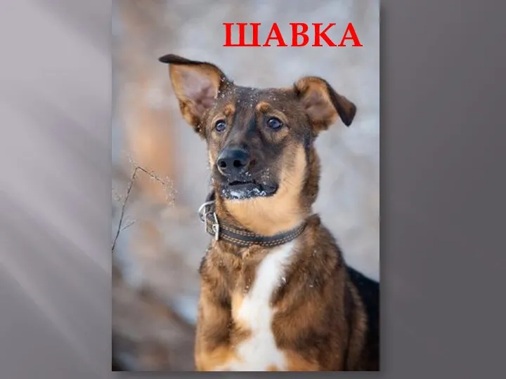 ШАВКА