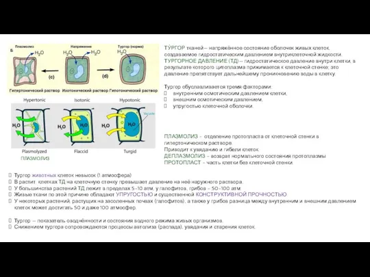 ТУ́РГОР тканей— напряжённое состояние оболочек живых клеток, создаваемое гидростатическим давлением внутриклеточной жидкости.
