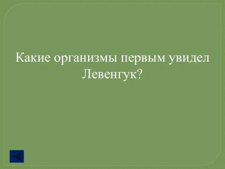 Какие организмы первым увидел Левенгук?