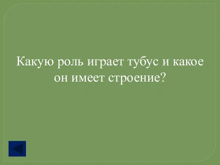 Какую роль играет тубус и какое он имеет строение?