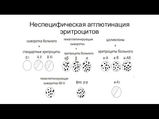 Неспецифическая агглютинация эритроцитов