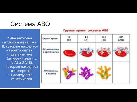 Система АВО * два антигена (агглютиногена): А и В, которые находятся на