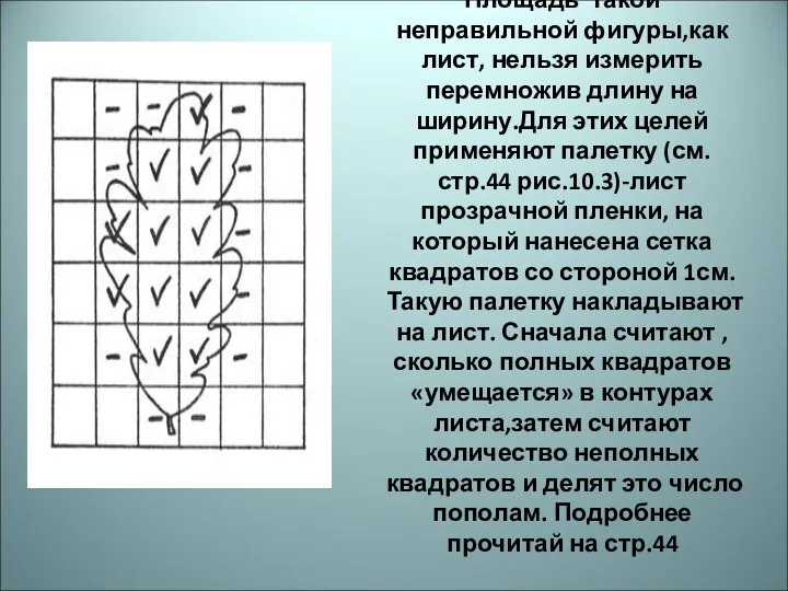 Площадь такой неправильной фигуры,как лист, нельзя измерить перемножив длину на ширину.Для этих