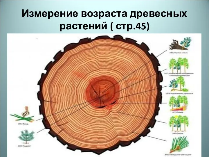 Измерение возраста древесных растений ( стр.45)