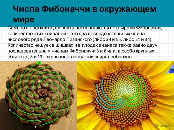 Семена в цветках подсолнуха располагаются по спирали Фибоначчи, количество этих спиралей –
