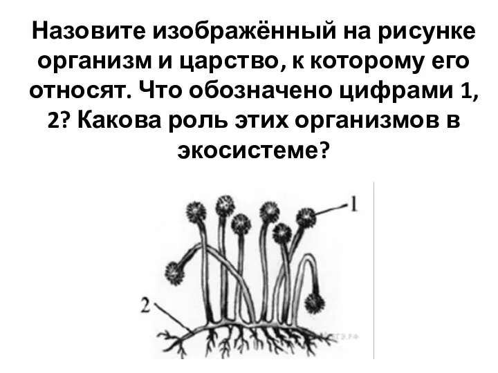 Назовите изображённый на рисунке организм и царство, к которому его относят. Что