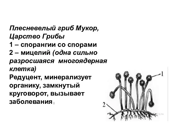 Плесневелый гриб Мукор, Царство Грибы 1 – спорангии со спорами 2 –