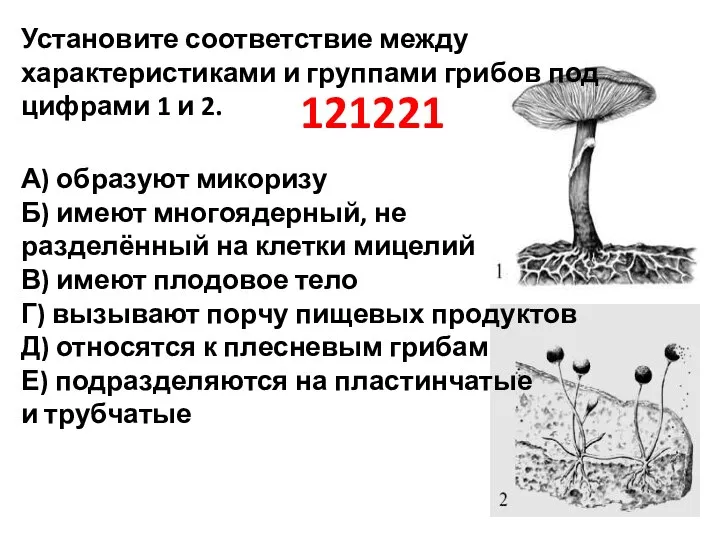 121221 Установите соответствие между характеристиками и группами грибов под цифрами 1 и