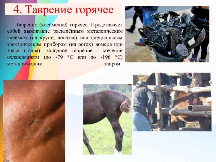 4. Таврение горячее Таврение (клеймение) горячее. Представляет собой выжигание раскалённым металлическим клеймом