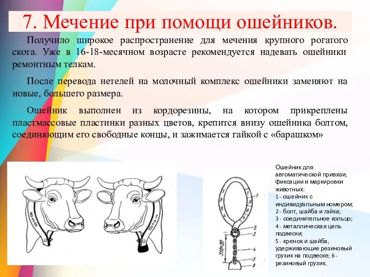 7. Мечение при помощи ошейников. Получило широкое распространение для мечения крупного рогатого