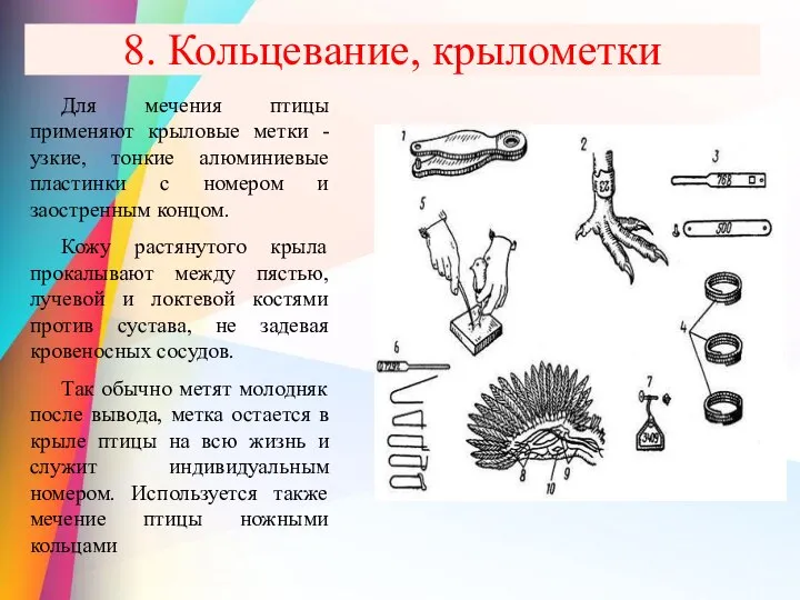 8. Кольцевание, крылометки Для мечения птицы применяют крыловые метки - узкие, тонкие