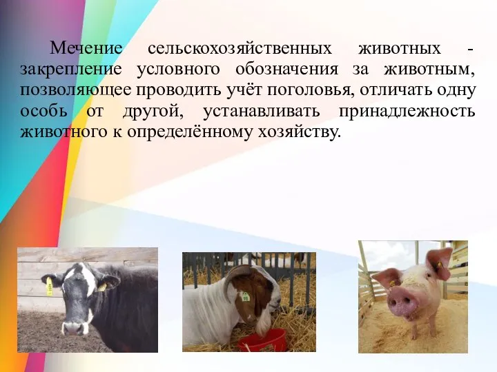 Мечение сельскохозяйственных животных - закрепление условного обозначения за животным, позволяющее проводить учёт