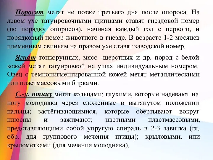 Поросят метят не позже третьего дня после опороса. На левом ухе татуировочными