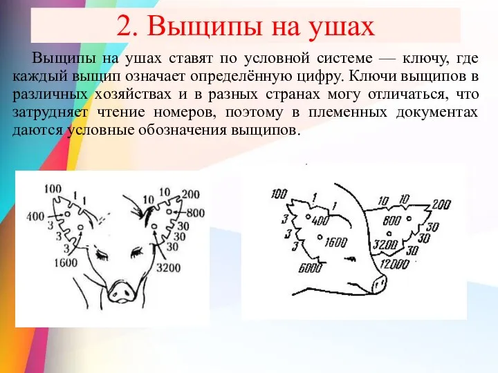 2. Выщипы на ушах Выщипы на ушах ставят по условной системе —