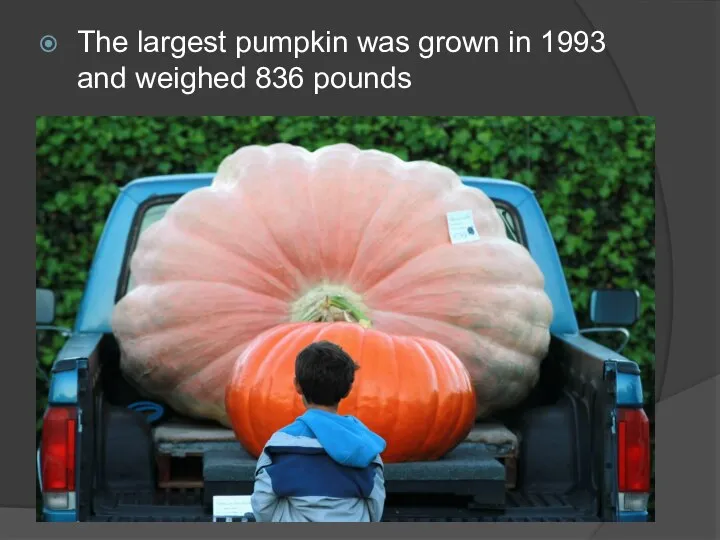 The largest pumpkin was grown in 1993 and weighed 836 pounds