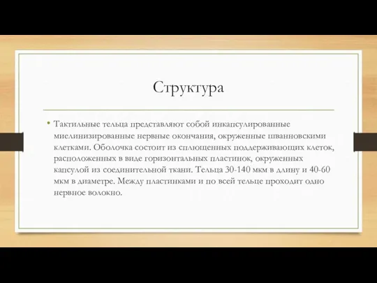 Структура Тактильные тельца представляют собой инкапсулированные миелинизированные нервные окончания, окруженные шванновскими клетками.