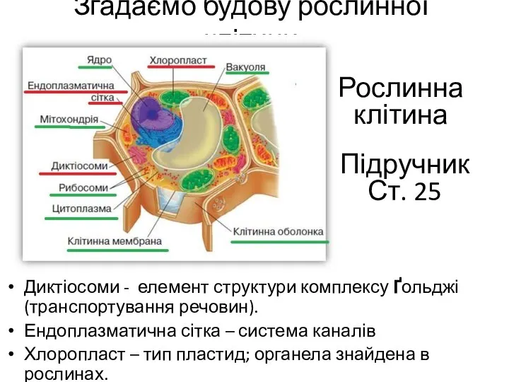 Рослинна клітина Підручник Ст. 25 Диктіосоми - елемент структури комплексу Ґольджі (транспортування