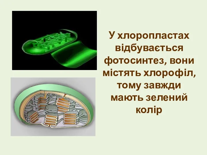 У хлоропластах відбувається фотосинтез, вони містять хлорофіл, тому завжди мають зелений колір