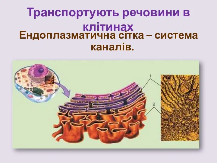 Транспортують речовини в клітинах Ендоплазматична сітка – система каналів.