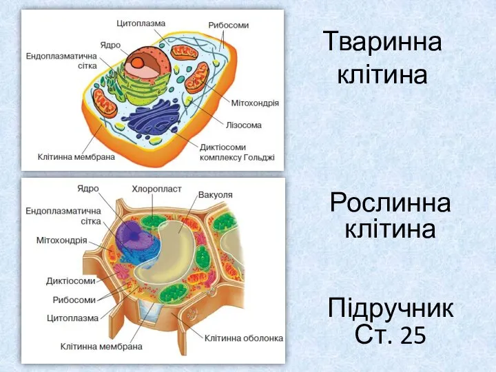 Тваринна клітина Рослинна клітина Підручник Ст. 25