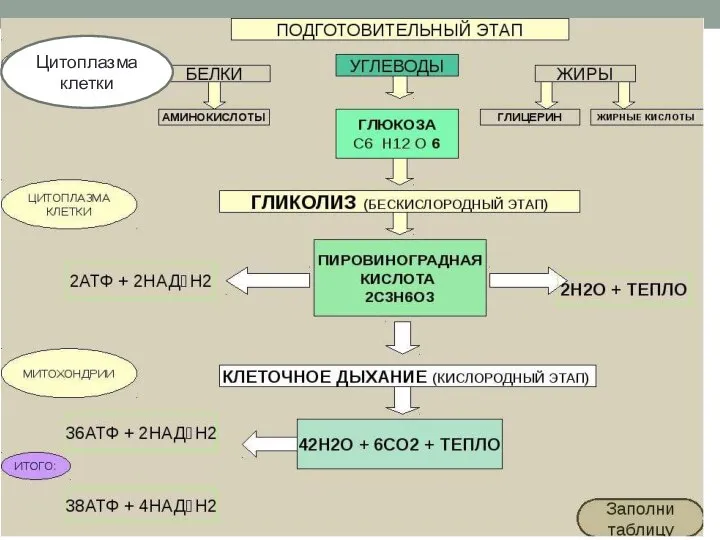 Цитоплазма клетки Цитоплазма клетки