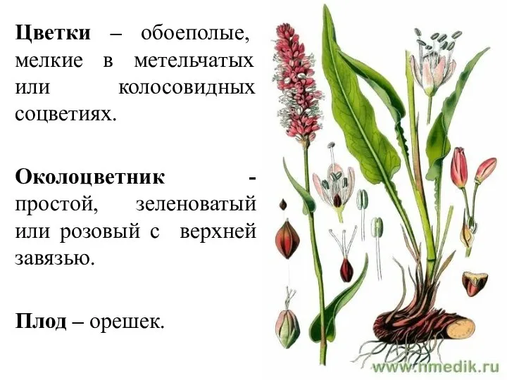 Цветки – обоеполые, мелкие в метельчатых или колосовидных соцветиях. Околоцветник - простой,