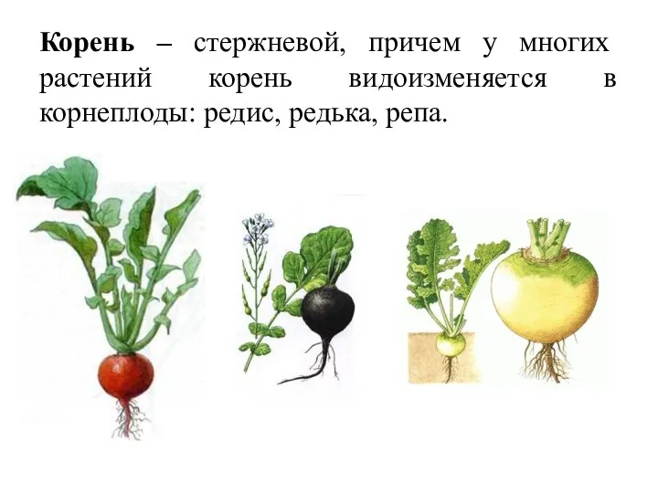 Корень – стержневой, причем у многих растений корень видоизменяется в корнеплоды: редис, редька, репа.