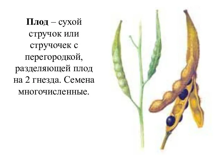 Плод – сухой стручок или стручочек с перегородкой, разделяющей плод на 2 гнезда. Семена многочисленные.