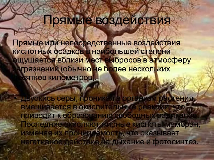 Прямые воздействия Прямые или непосредственные воздействия кислотных осадков в наибольшей степени ощущается