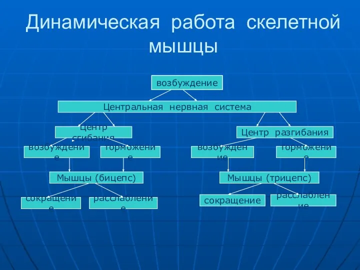 Динамическая работа скелетной мышцы возбуждение Центральная нервная система Центр сгибания Центр разгибания