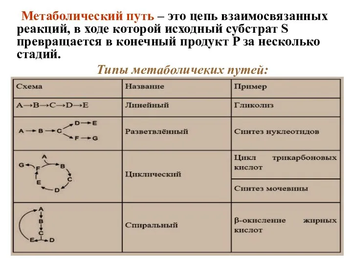 Метаболический путь – это цепь взаимосвязанных реакций, в ходе которой исходный субстрат