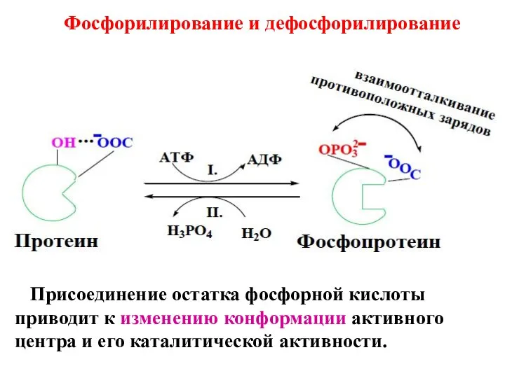 Фосфорилирование и дефосфорилирование Присоединение остатка фосфорной кислоты приводит к изменению конформации активного