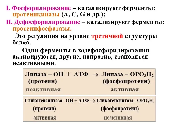 I. Фосфорилирование – катализируют ферменты: протеинкиназы (A, C, G и др.); II.