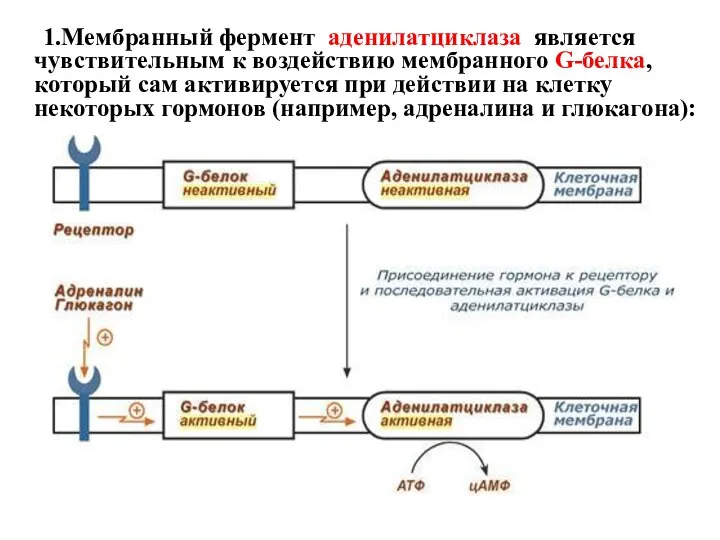 1.Мембранный фермент аденилатциклаза является чувствительным к воздействию мембранного G-белка, который сам активируется