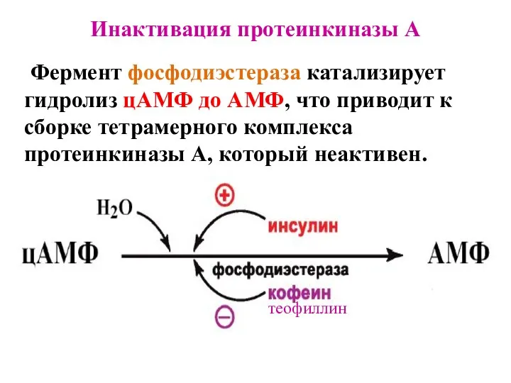 Инактивация протеинкиназы A Фермент фосфодиэстераза катализирует гидролиз цАМФ до АМФ, что приводит