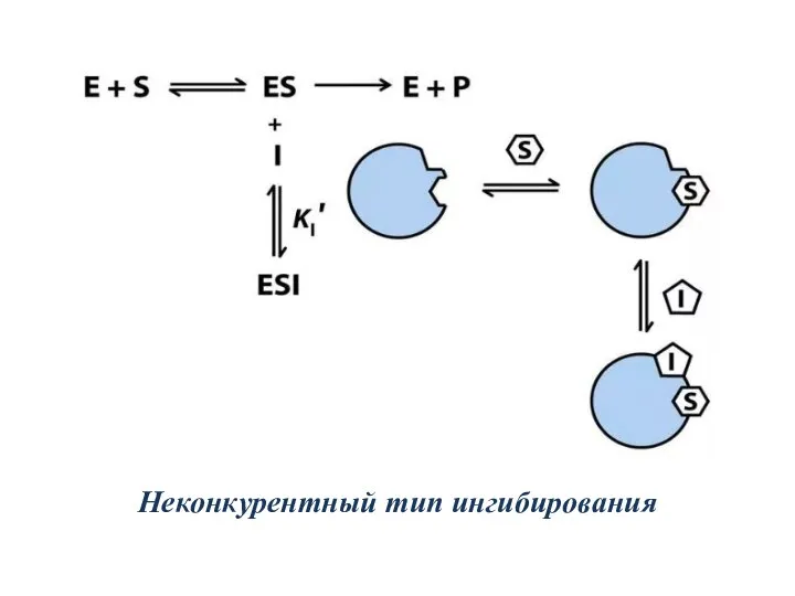 Неконкурентный тип ингибирования