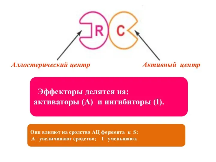 Аллостерический центр Активный центр Эффекторы делятся на: активаторы (A) и ингибиторы (I).