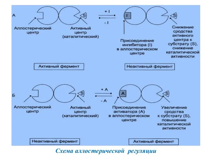 Схема аллостерической регуляции