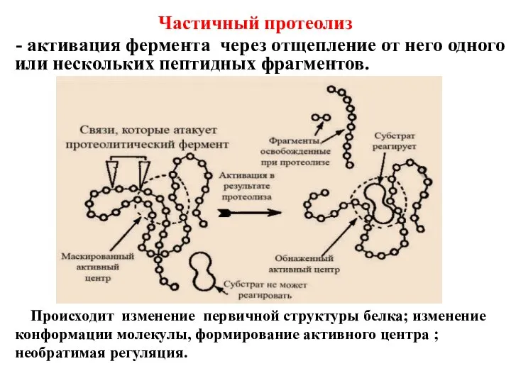 Частичный протеолиз - активация фермента через отщепление от него одного или нескольких