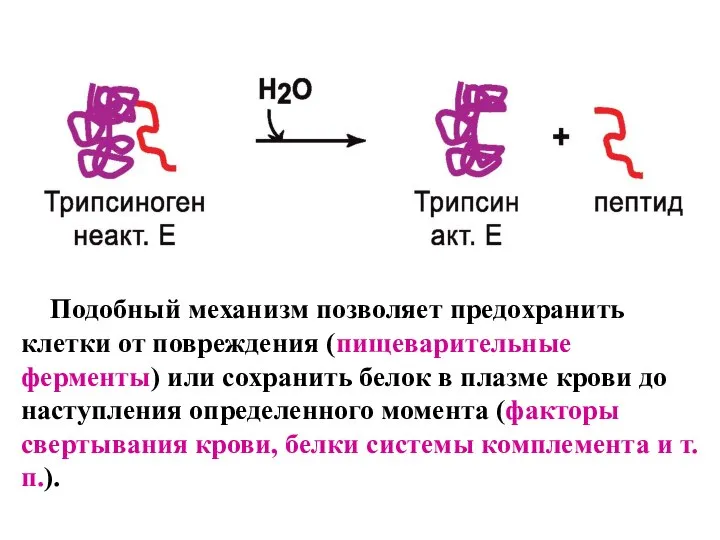 Подобный механизм позволяет предохранить клетки от повреждения (пищеварительные ферменты) или сохранить белок