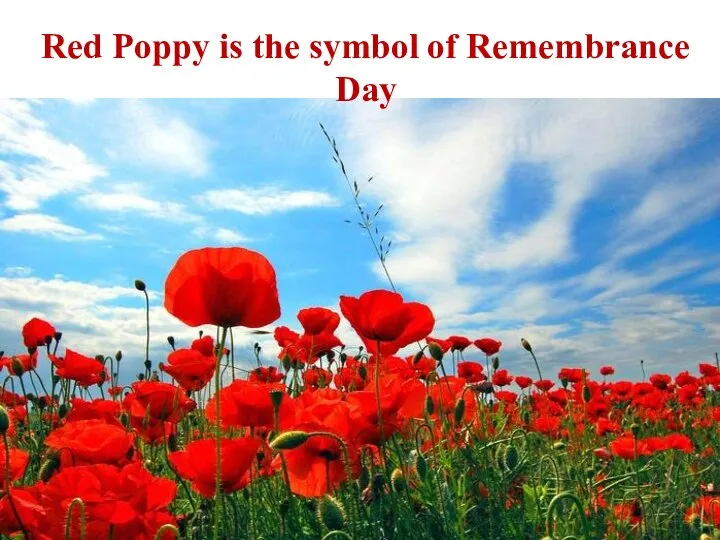 Red Poppy is the symbol of Remembrance Day