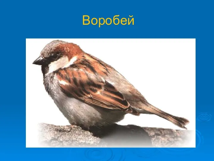 Воробей