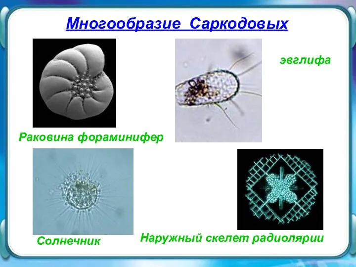 Раковина фораминифер Многообразие Саркодовых эвглифа Наружный скелет радиолярии Солнечник