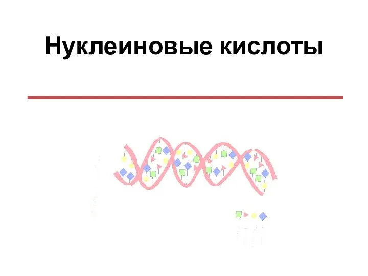 Нуклеиновые кислоты